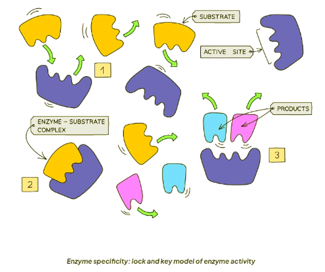 Enzymes | Biology for GCSE/IGCSE - Class 10