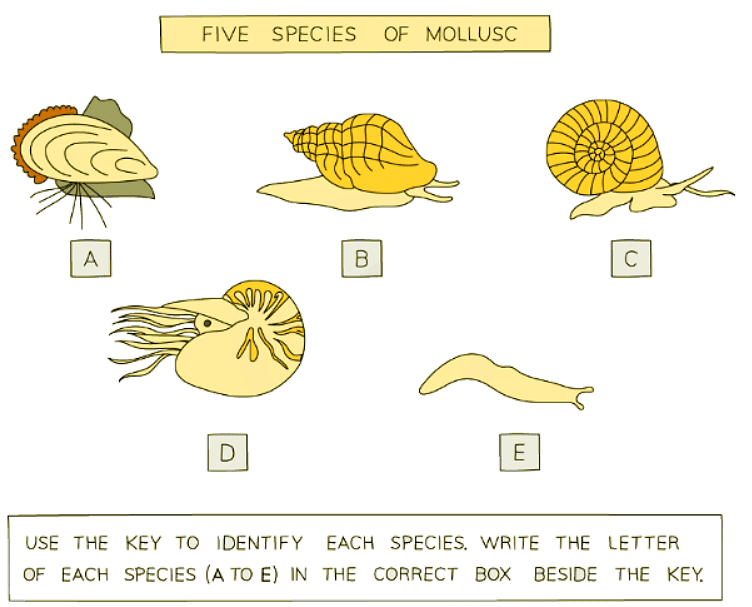 Concept & Uses of Classification Systems - 1 | Biology for GCSE/IGCSE - Class 10