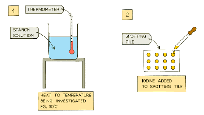Enzyme Investigations | Biology for GCSE/IGCSE - Class 10