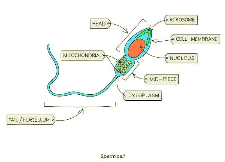 Specialised cells in animals