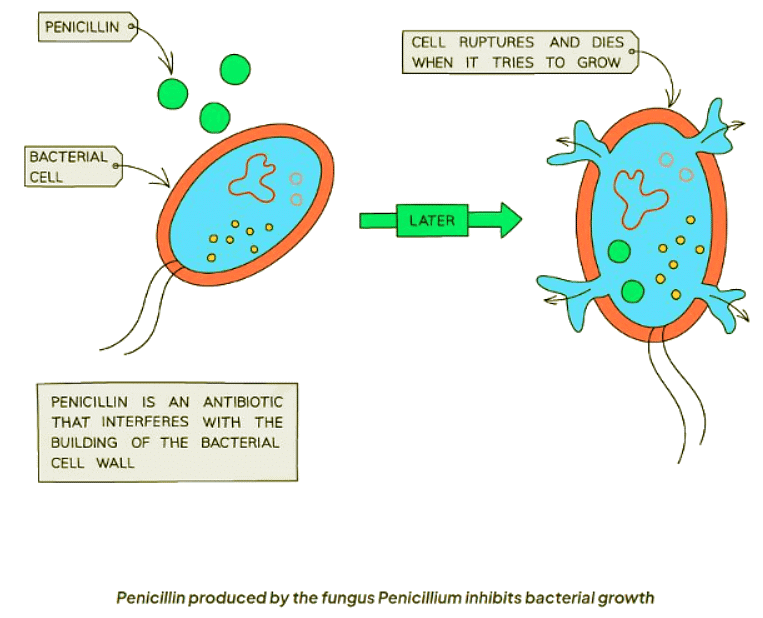 Biotechnology | Biology for GCSE/IGCSE - Class 10