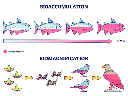 Ecosystems | Year 8 Biology (Cambridge) - Class 8