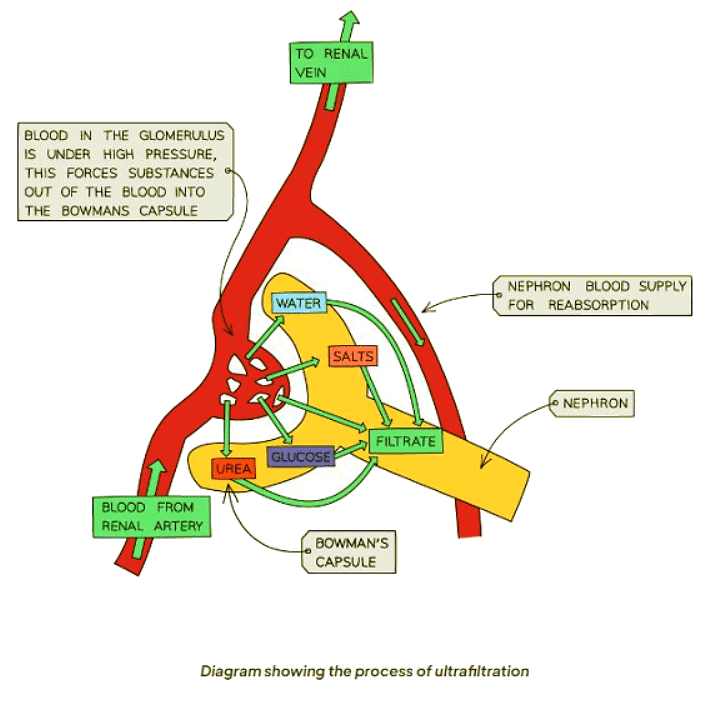 The Kidney | Biology for GCSE/IGCSE - Class 10