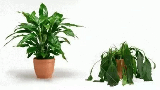 A wilted plant cannot support itself and starts to collapse