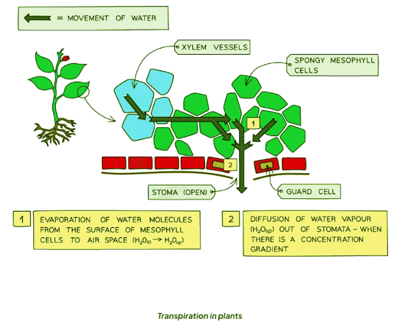 Transpiration | Biology for GCSE/IGCSE - Class 10
