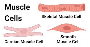 Muscle cells