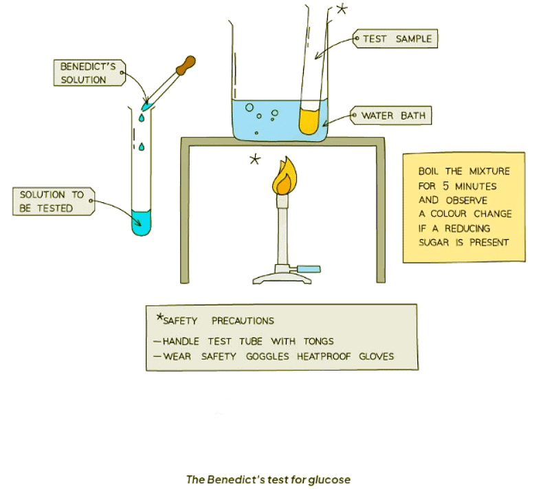 Food Tests | Biology for GCSE/IGCSE - Class 10