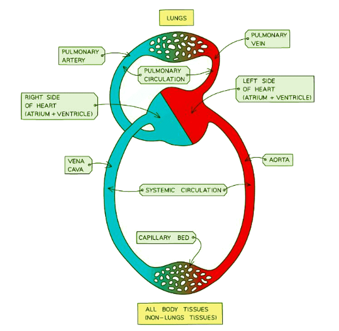 An example of a circulatory system
