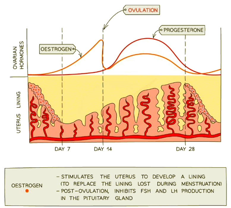 The roles of oestrogen and progesterone