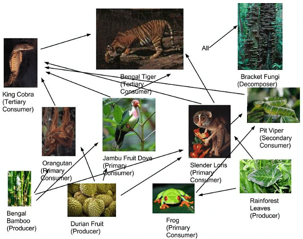 Deforestation of Tropical Rainforest | Geography for GCSE/IGCSE - Class 10