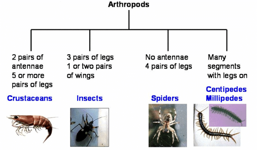 Features of Organisms - 1 | Biology for GCSE/IGCSE - Class 10
