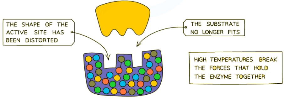 Enzymes & Temperature | Biology for GCSE/IGCSE - Class 10