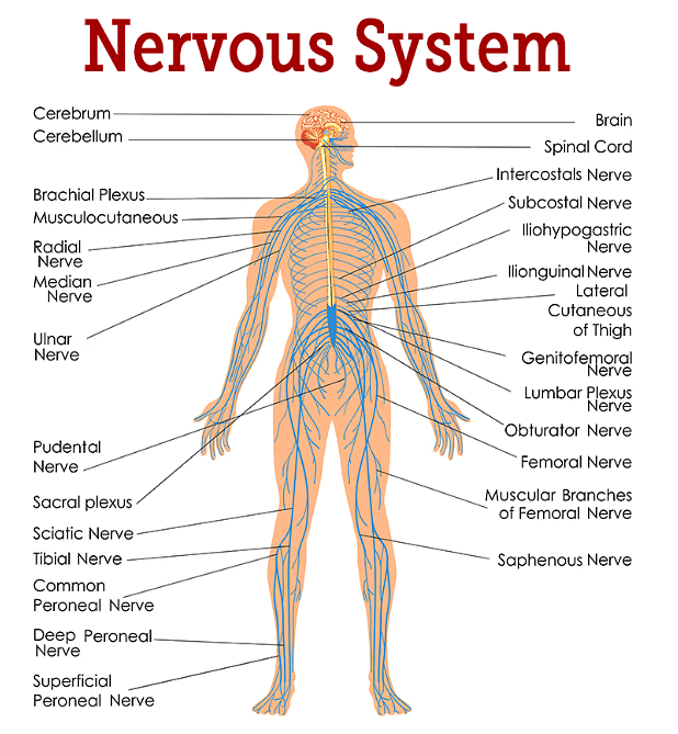 Mammalian Nervous System | Biology for GCSE/IGCSE - Class 10
