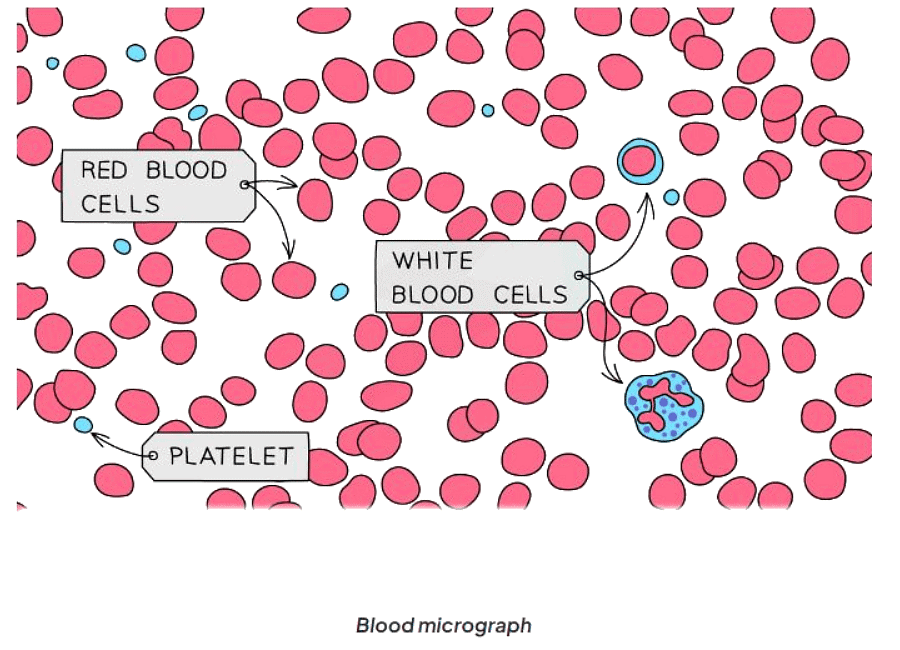 Components of Blood | Biology for GCSE/IGCSE - Class 10