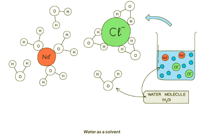 Water | Biology for GCSE/IGCSE - Class 10
