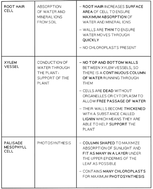 Specialised cells in animals