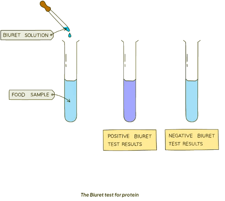 Food Tests | Biology for GCSE/IGCSE - Class 10