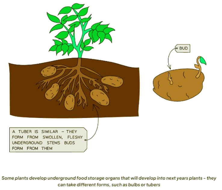 Asexual Reproduction | Biology for GCSE/IGCSE - Class 10