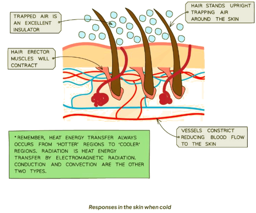 Homeostasis: Temperature Control | Biology for GCSE/IGCSE - Class 10