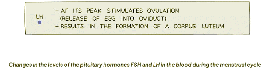 Roles of FSH and LH