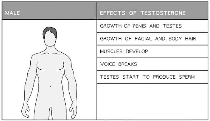 Male Secondary Sexual Characteristics: