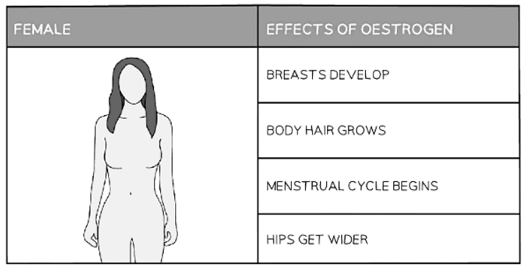 Human secondary sexual characteristics