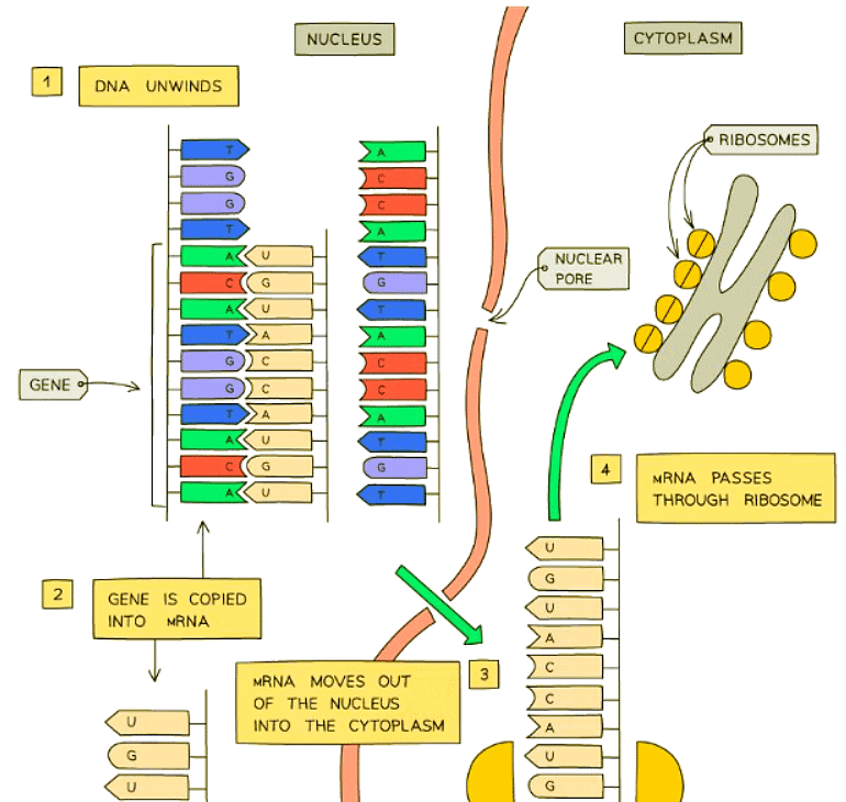 Which Proteins are Synthesised? | Biology for GCSE/IGCSE - Class 10
