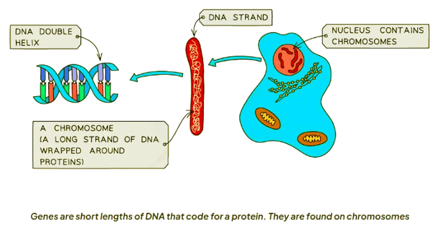 Chromosomes, Genes & Proteins | Biology for GCSE/IGCSE - Class 10
