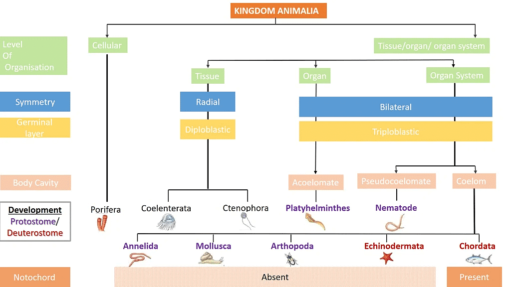 Biological Classification | Biology for JAMB
