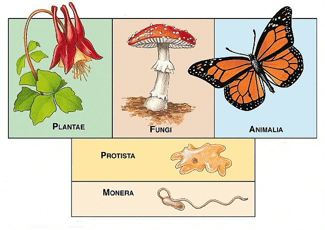 Biological Classification | Biology for JAMB