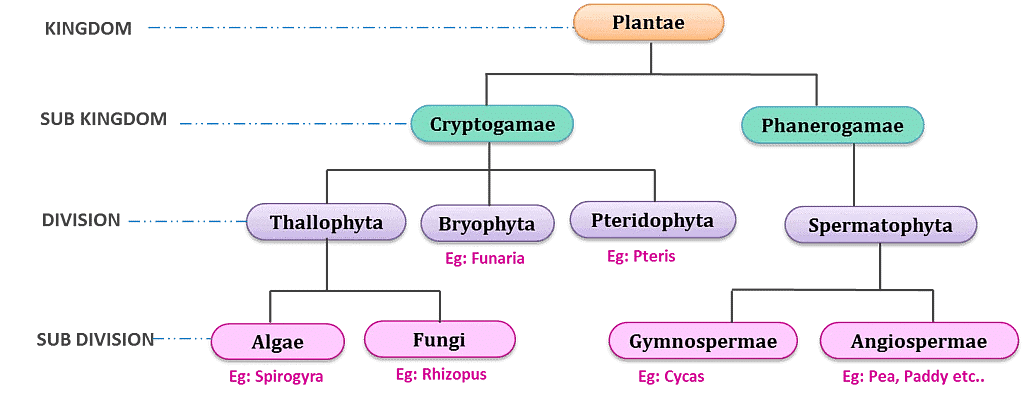 Biological Classification | Biology for JAMB