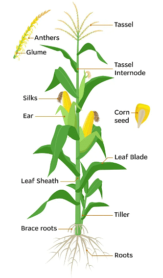 Angiosperms- Monocots and Dicots | Biology for JAMB