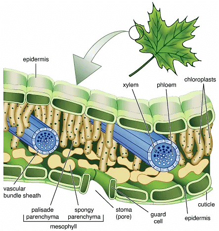Angiosperms- Monocots and Dicots | Biology for JAMB