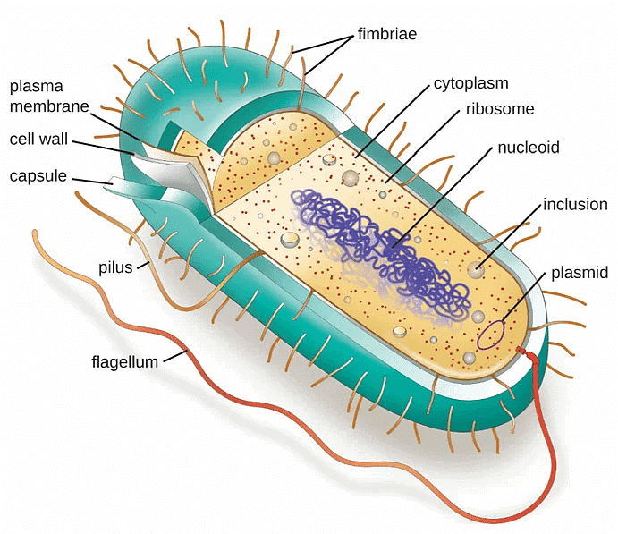 Biological Classification | Biology for JAMB