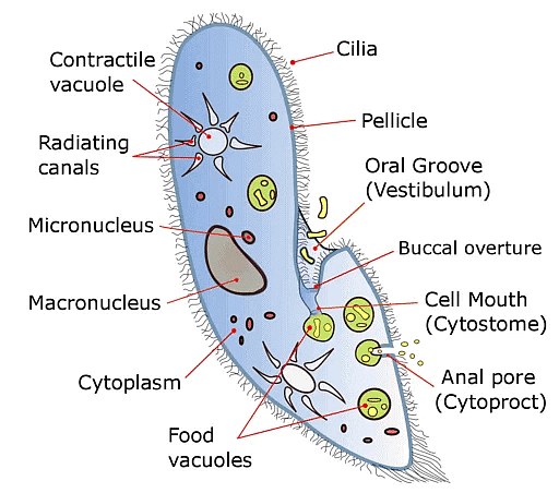 Biological Classification | Biology for JAMB