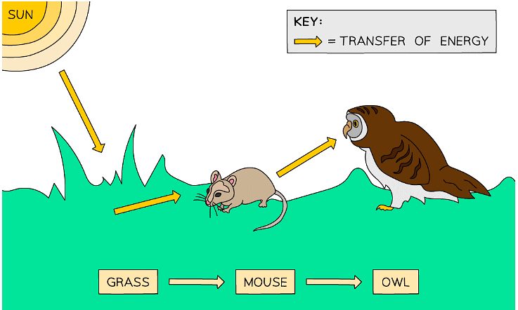 An example of a food chain