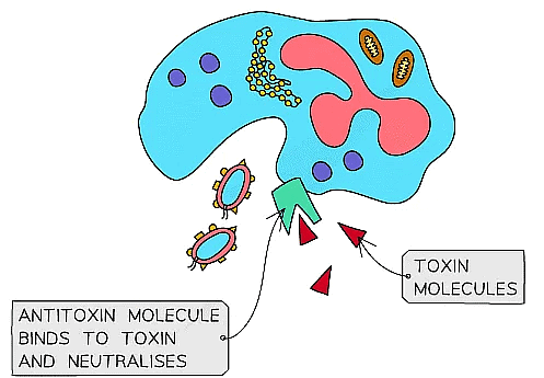 Lymphocytes produce specific antitoxins to specific pathogens