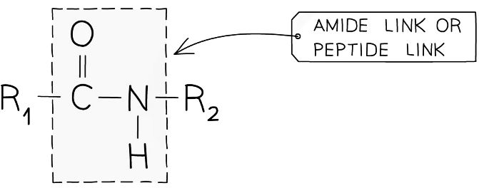 Diagram showing a peptide link which holds proteins together
