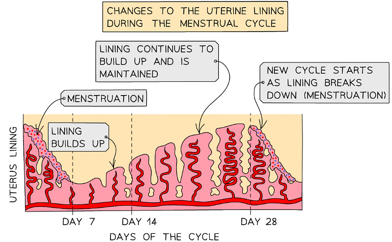 Menstruation occurs at the start of the menstrual cycle, with an egg released around the middle