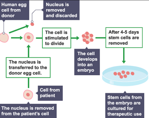 Notes: Cell Division | Biology for Grade 10