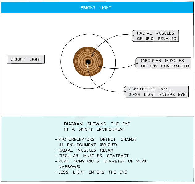 The Eye | Biology for Grade 10