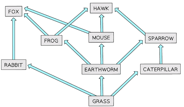 A food web demonstrates the importance of biodiversity within an ecosystem