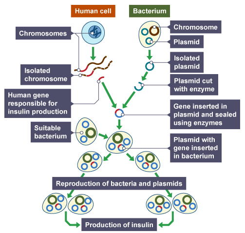 The process of genetically modifying bacteria to produce insulin