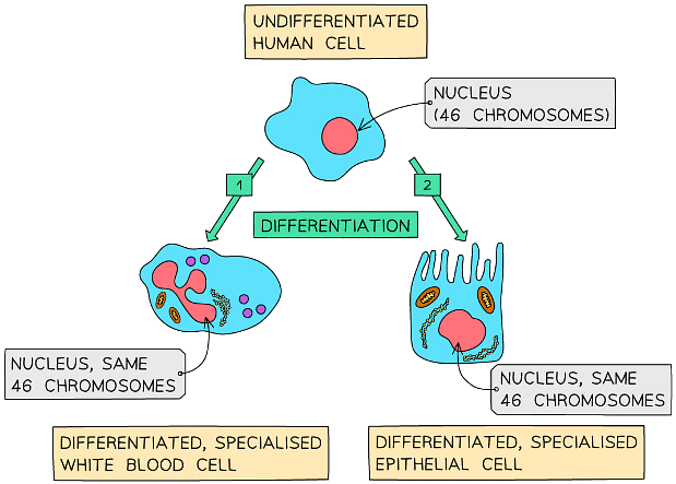 Cell Specialisation & Differentiation | Biology for Grade 10