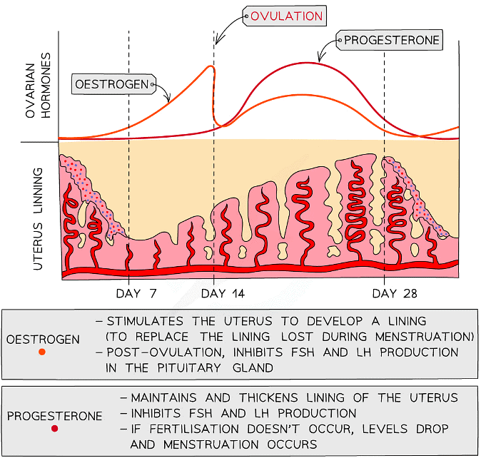 Changes in the levels of oestrogen and progesterone in the blood during the menstrual cycle