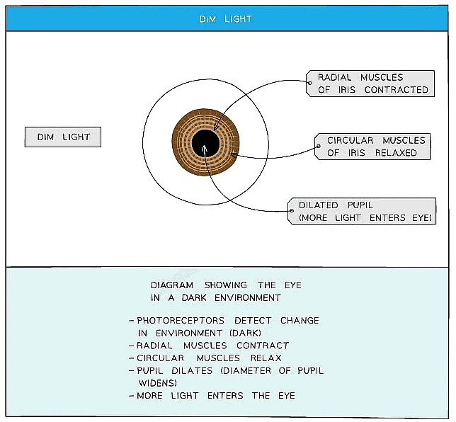 The Eye | Biology for Grade 10
