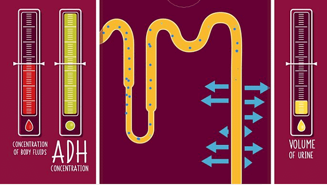 Greg Foot explains the role of the hormone ADH on the permeability of the kidney tubules - regulating the water levels in the body