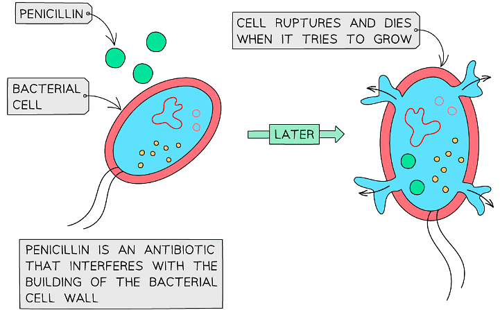 Penicillin was the first antibiotic to be discovered and is widely used, although resistance is a problem