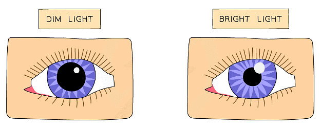 Very bright light can damage the receptor cells of the retina, the pupil reflex protects the eye by altering the diameter of the pupil
