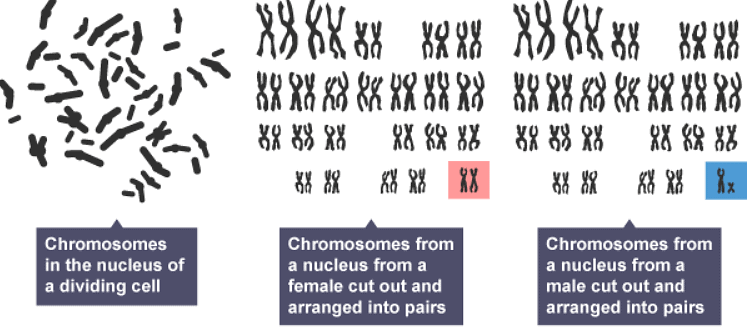 Notes: Cell Division | Biology for Grade 10